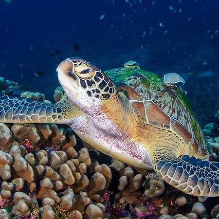 Meno Turtle Bungalows Gili Meno Exterior photo