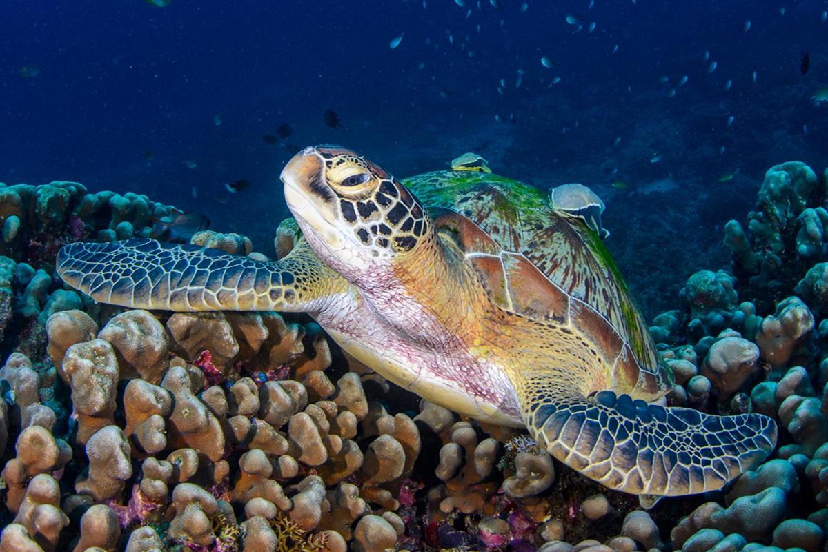 Meno Turtle Bungalows Gili Meno Exterior photo